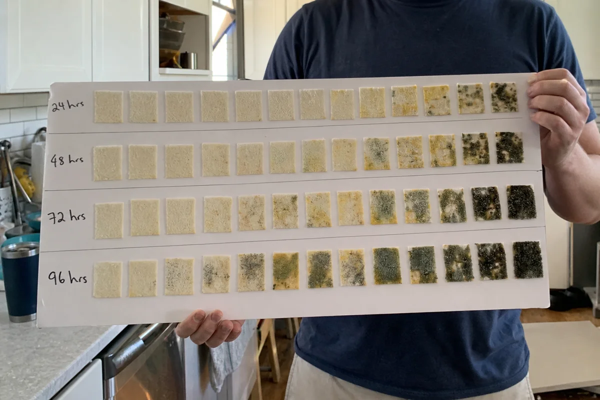 24-48 hour mold growth timeline chart